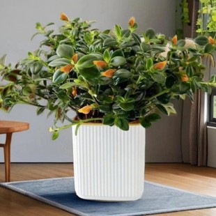 Golden Fish Flower Chlorophytum Golden Fish Flower Potted Golden Fish Flower with Buds Indoor Evergreen Green Plant Florals Blooming in All Seasons