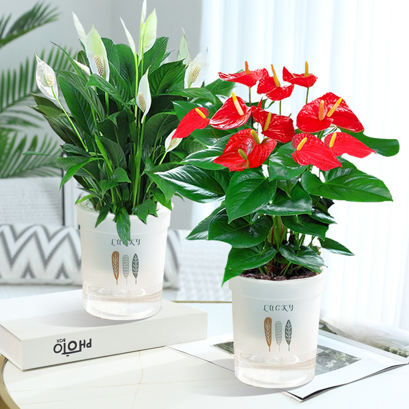 특급 화이트 팜 + 특급 안스리움 + [3잎 화분 2개] + 영양액