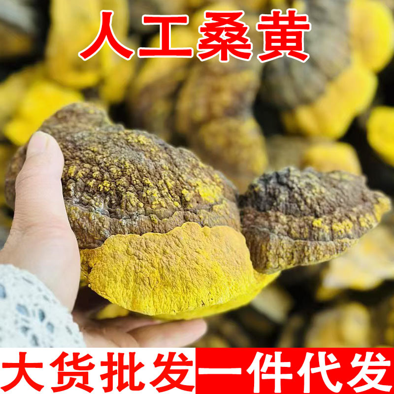 桑黄人工桑黄 桑黄人工种植高含量桑树桑臣孔菌金边量大从优