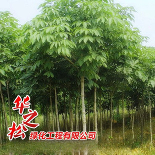 Seven-Leaf Tree Saplings, Landscaping Engineering Greening Seedlings, Roadside Landscape Trees, Beautiful and Full Tree Shapes, Large Quantity and Good Price