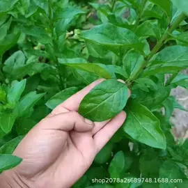 柚;香蕉;番石榴/芭乐