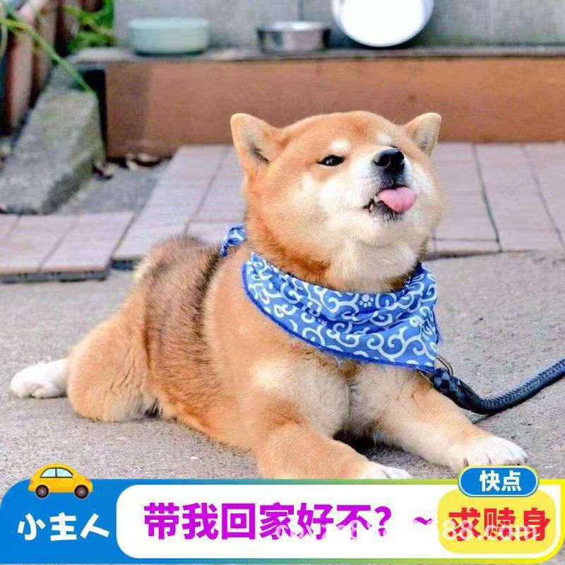 家养纯种柴犬活体日本柴犬幼犬宠物犬小柴犬动物狗赤色中型犬柴犬