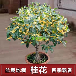 Osmanthus Seeds, Golden Osmanthus, Agarwood, August Osmanthus Tree Seeds, Osmanthus Seeds, Four-Season Potted Balcony Flower Seeds
