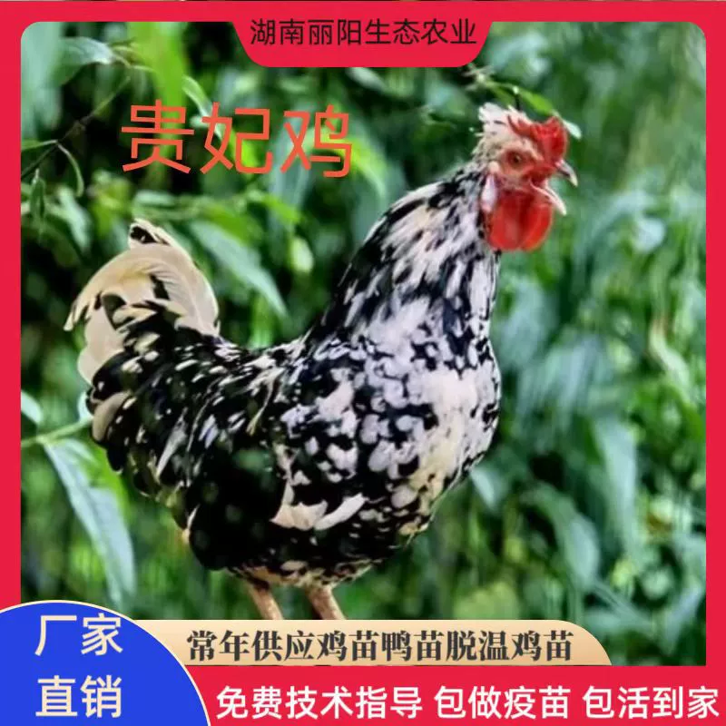 Живые цыплята оптом, цыплята имперской курицы, а также цыплята Que Shan, вылупленные красочные горные цыплята, бело-черная курица, курица с зеленым яйцом.