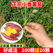 С�����t���N���S�������r��Ժ���矟��25̖�������ϼt����ʳ�~��