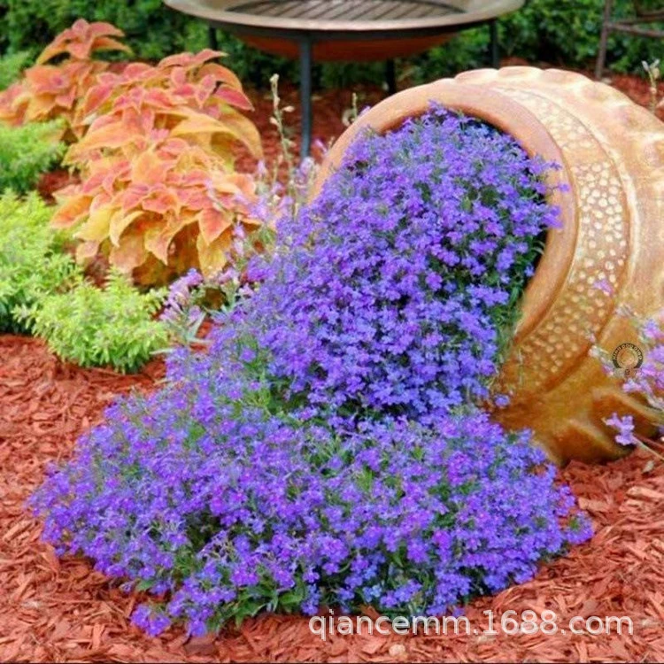 Синий цветок семя гексапили Изумрудный цветок бабочки Морозостойкий многолетний балкон Двор для цветов в горшке Пейзаж Озеленение Семян цветов