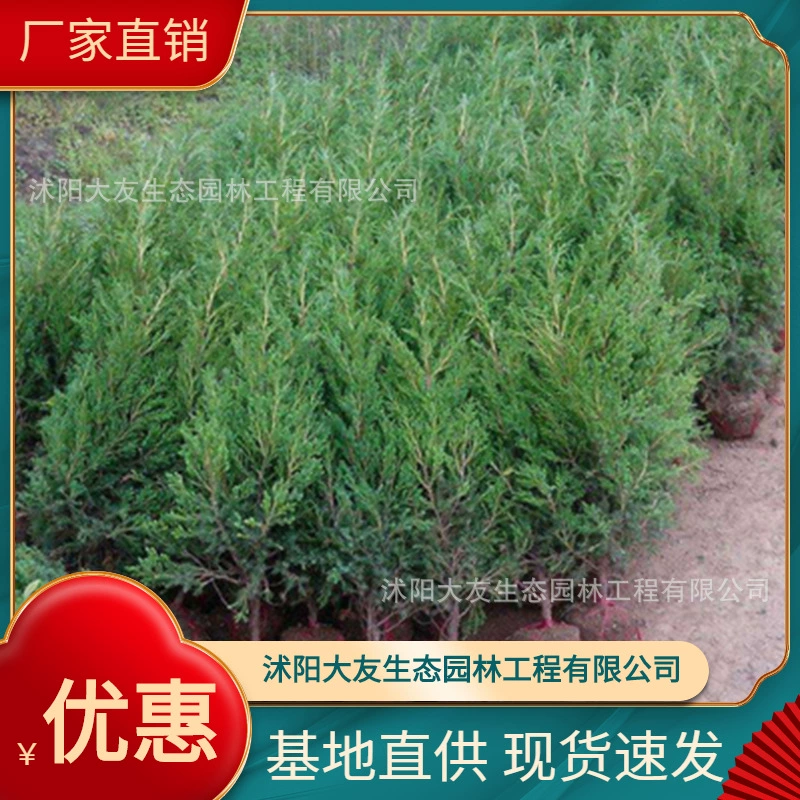 Базовая оптовая продажа собственного производства yuanbai Miao Shuya живописное место ландшафтный дизайн дорога сад инженерные Зеленые саженцы