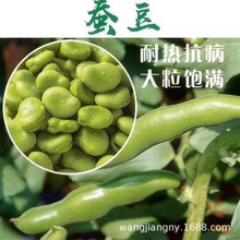 销售各种种子巨大蚕豆粒香焦蚕豆高产罗汉豆种籽春秋冬季早熟耐寒