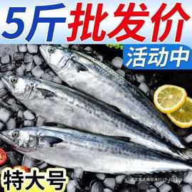 【活动中】青岛大鲅鱼新鲜大冷冻鲜活燕鲅鱼马鲛鱼馅饺海鱼批发