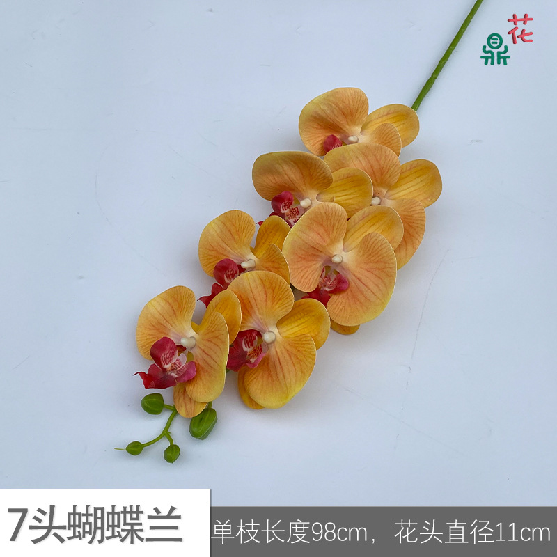 7 phalaenopsis GFG #3 오렌지