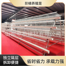 肉鸡H型笼鸽子笼鹌鹑笼养殖场肉鸡A型笼阶梯式立式加粗养殖蛋鸡笼