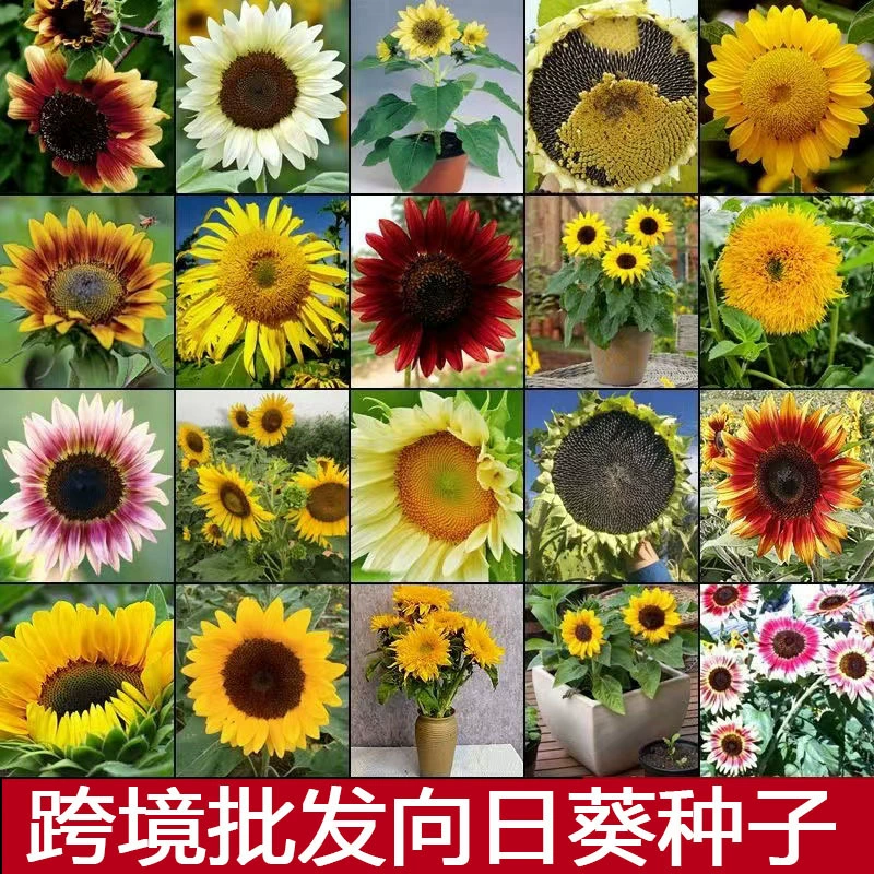 [Трансграничная поставка] Семена подсолнечника легко выращивать в любое время года, семена декоративных цветов, балконные горшки для наружных ландшафтов.
