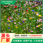 批发生态修复野花组合花卉种子四季大全系列花籽景观绿化花种子