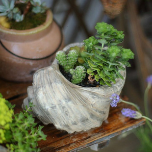 Conch Flower Pot Flower Vessel Ceramic Soil Culture Retro Green Plant Bonsai Pot Creative Ornaments Decoration Courtyard Scandinavian E8