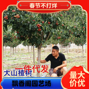 һ�����l�ش�ɽ高���玧�����Ϙ�ͥԺ������t���Ϸ������Nֲ��