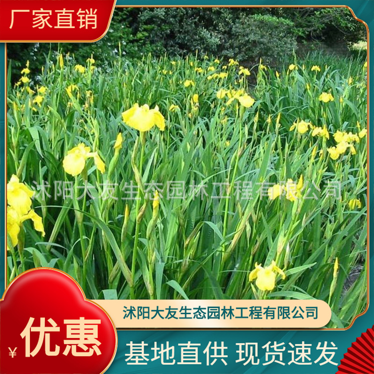 黄菖蒲 水菖蒲 水生鸢尾挺水植物 基地直供 黄花鸢尾 水体绿化