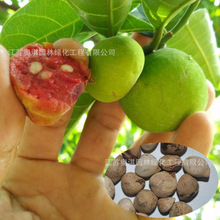 �t��ľ�N����֬�乷����ľ���~��֬��ľ�N�ӾG���е���ľ��ľֲ��