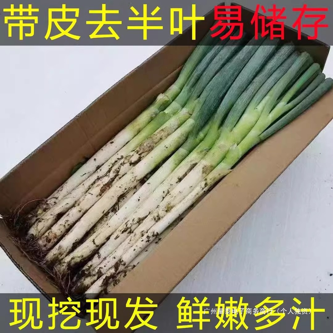 [Freshly Dug and Shipped] Shandong Green Onions, Fresh 2.5kg Green Onions with Skin and Half Leaves Removed, Easy to Store, Dipped in Sauce, Tender Onions in Bulk