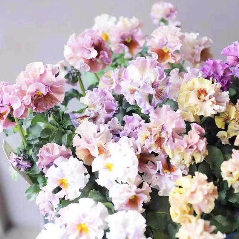 Collection of Japanese Crinkled-Flowered Pansy Seeds, Fragmented Edge Pansies, Tricolor Pansies, Viola-Colored Pansies, Potted Plants
