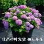 四季盆栽植物不断花卉