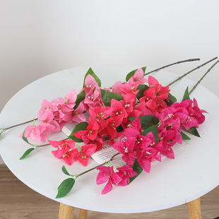 �羳���N����÷���滨�b[�����޾Ƶ��cֲ�ﻨˇ�������üٻ�