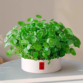 栽培基质;盆栽;营养液