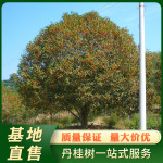 浦城丹桂红花桂花树地径20公分桂花树风景树苗基地直售批发