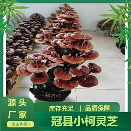 灵芝;盆景
