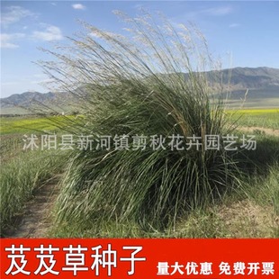 Stipa Seeds, Stipa Seeds, High-Yielding Pasture Seeds, Slope Protection, Mountain Greening Seeds, Drought-Resistant, Wind-Resistant and Sand-Fixing Seeds