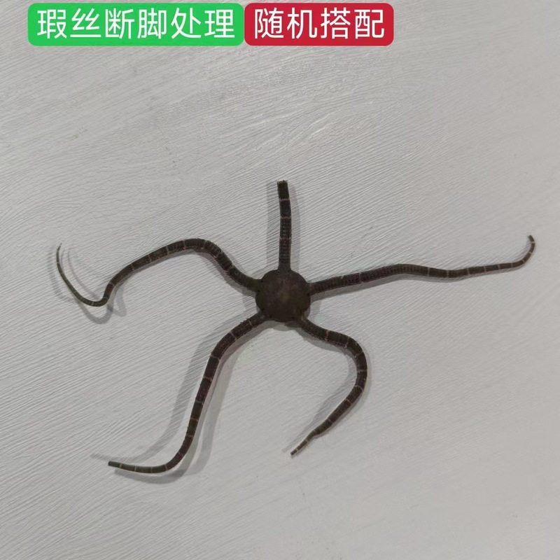 天然ヒトデ各種、人気の天然ヒトデの壁掛け飾り、装飾ステッカー、工芸品、アクセサリー、置物、標本コレクション|undefined