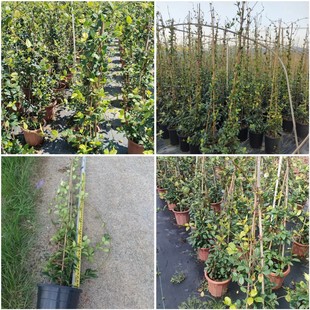 Factory Direct Sales Windmill Jasmine Climbing Vine Potted Silver Jasmine Courtyard Balcony Three-Level Aromatic Cold-Resistant