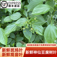 神仙豆腐叶子新鲜野生观音豆腐叶斑鸠叶神仙树叶凉粉柴叶送草木灰