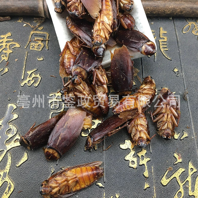 Dried American Cockroach Periplaneta Americana Fei Lian TCM Raw Herb 500g quality and texture
