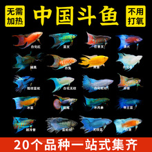 中国斗鱼活体活鱼冷水淡水观赏鱼鱼苗耐养不打氧小型鱼好养活鱼