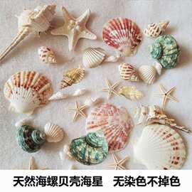 加世贝壳海螺海星海胆壳幼儿园diy贝壳相框鱼缸造景大海螺壳