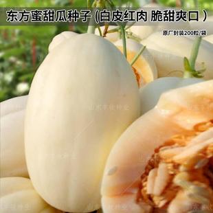 Oriental Honey No. 1 Melon Seeds, Super Sweet Genuine Variety Seeds, Northern and Southern Rock Sugar Sheep Melon, White Skin and Red Flesh, All Year Round