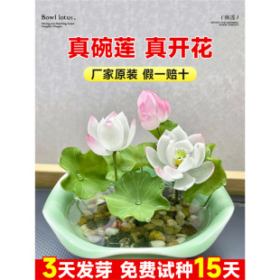 �༾�_����������ɏ�N����ˮ��ֲ���҃�ˮ�B�����辰�Gֲ˯ɏ�ɻ�