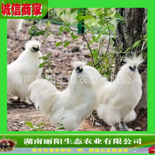 ����ֱ�����P���u�缃�N̩�͞����u����z�u����w���l�\ݔ���ɻ�