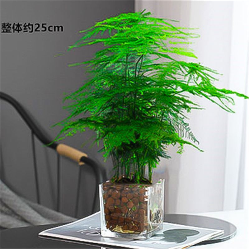 유리사각원통수경재배[중화분 아스파라거스] 세람사이트 무료