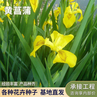 �S�����S���Sβˮ������ˮ��ͦˮֲ���~�������G��ֲ���S������