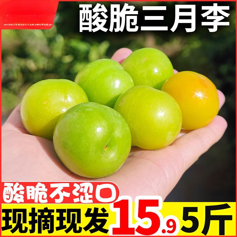 Freshly Picked and Shipped】Guangdong Qianpai March Plums, Fresh Seasonal Fruit, Sour and Crunchy Sanhua Pearl Plums, Suitable for Pregnant Women Freshly Picked and Shipped】Guangdong Qianpai March Plums, Fresh Seasonal Fruit, Sour and Crunchy Sanhua Pearl Plums, Suitable for Pregnant Women