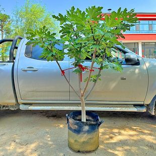 �o�����������Ϙ���Ʒ�N�ش������ϱ����ͺ����Ե��Թ�����