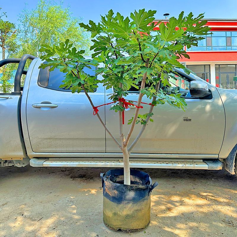 无花果树苗大树老桩新品种特大超甜大果南北方耐寒盆栽地栽果树苗