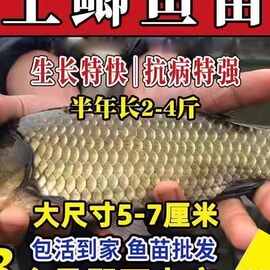 浙江土鲫鲫鱼苗工程鲫湘云鲫大板大品种中科三号五号六号活体苗