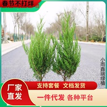 一件代发蜀块塔松树苗桧柏墓地松四季常青绿化苗龙柏树苗塔柏苗龙