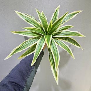 ����Gֲ20�~���������F�쾰�Gֲ�辰�F�~�Ҿ�ֲ�������m�~���b�