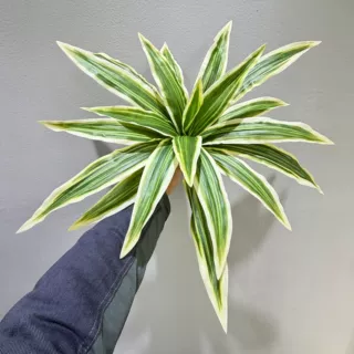 仿真绿植20叶巴西美人铁造景绿植盆景铁叶家居植物龙舌兰叶子装饰