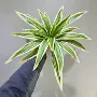 巴西仿真叶子植物龙舌兰