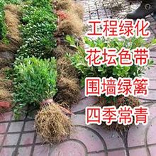 瓜子黄杨苗小叶黄杨苗冬青苗庭院绿化篱笆红叶石楠苗大叶黄杨树苗