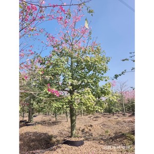 �V�|��ľ�޾Gֲ������ľ�����˘��������ֲ���׏�30-35���֘�